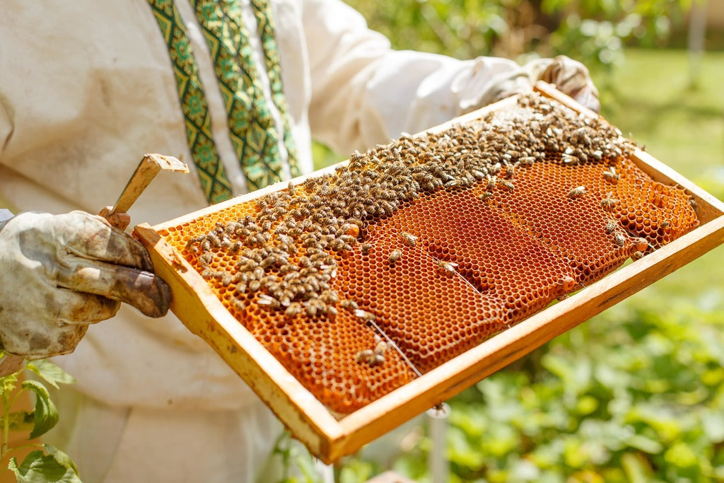 Parallelen zwischen Schulhaus und Bienenstock | Kibemo Magazine